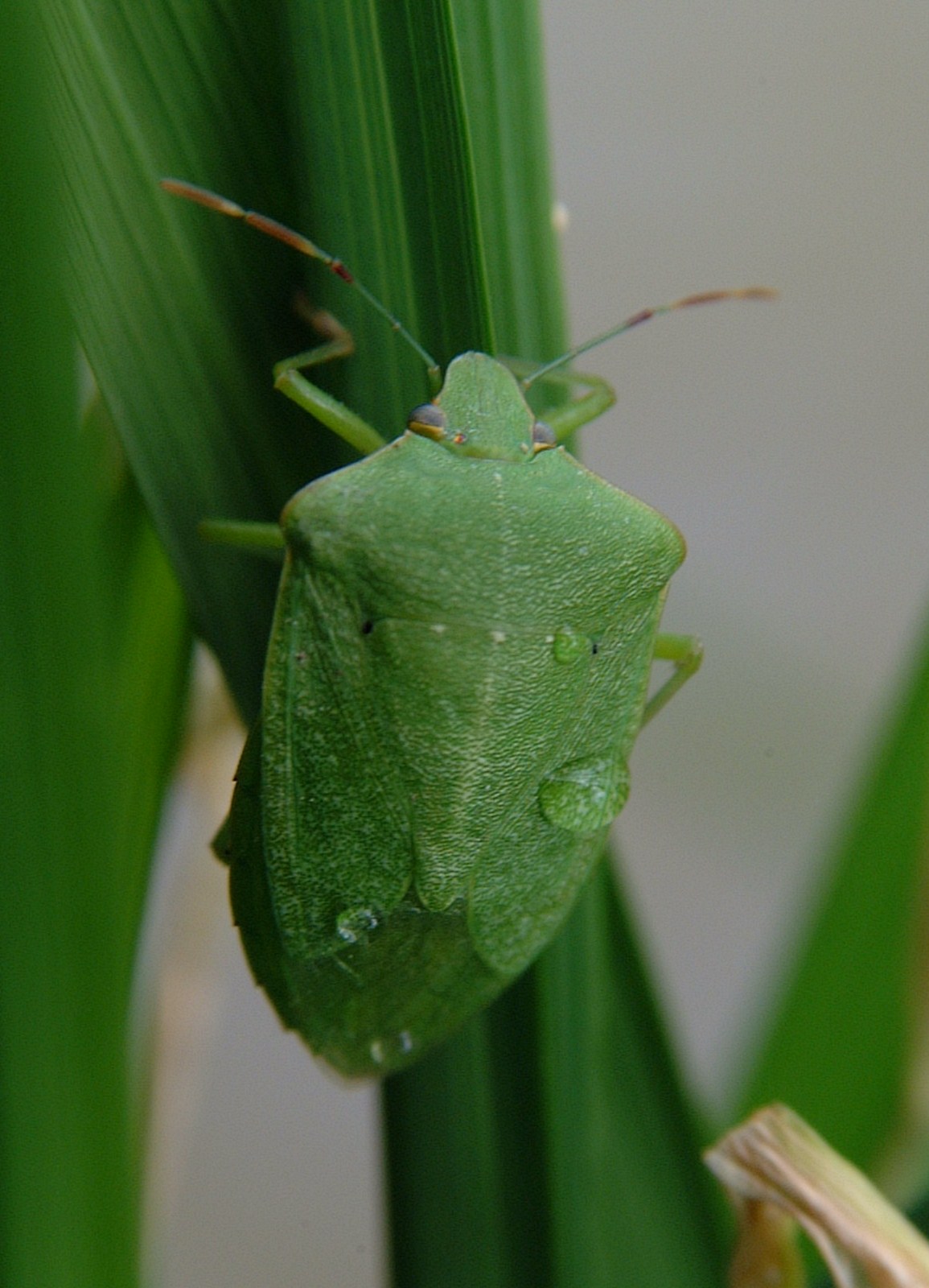 Southern Green Stink Bug