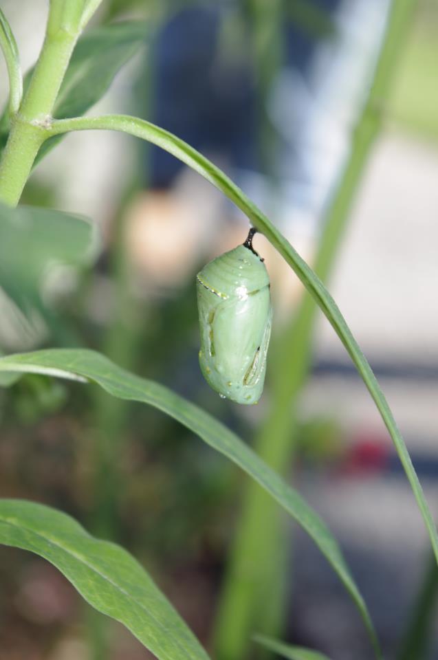 Chrysallis