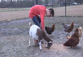 4-H participant readies his animal for livestock shows