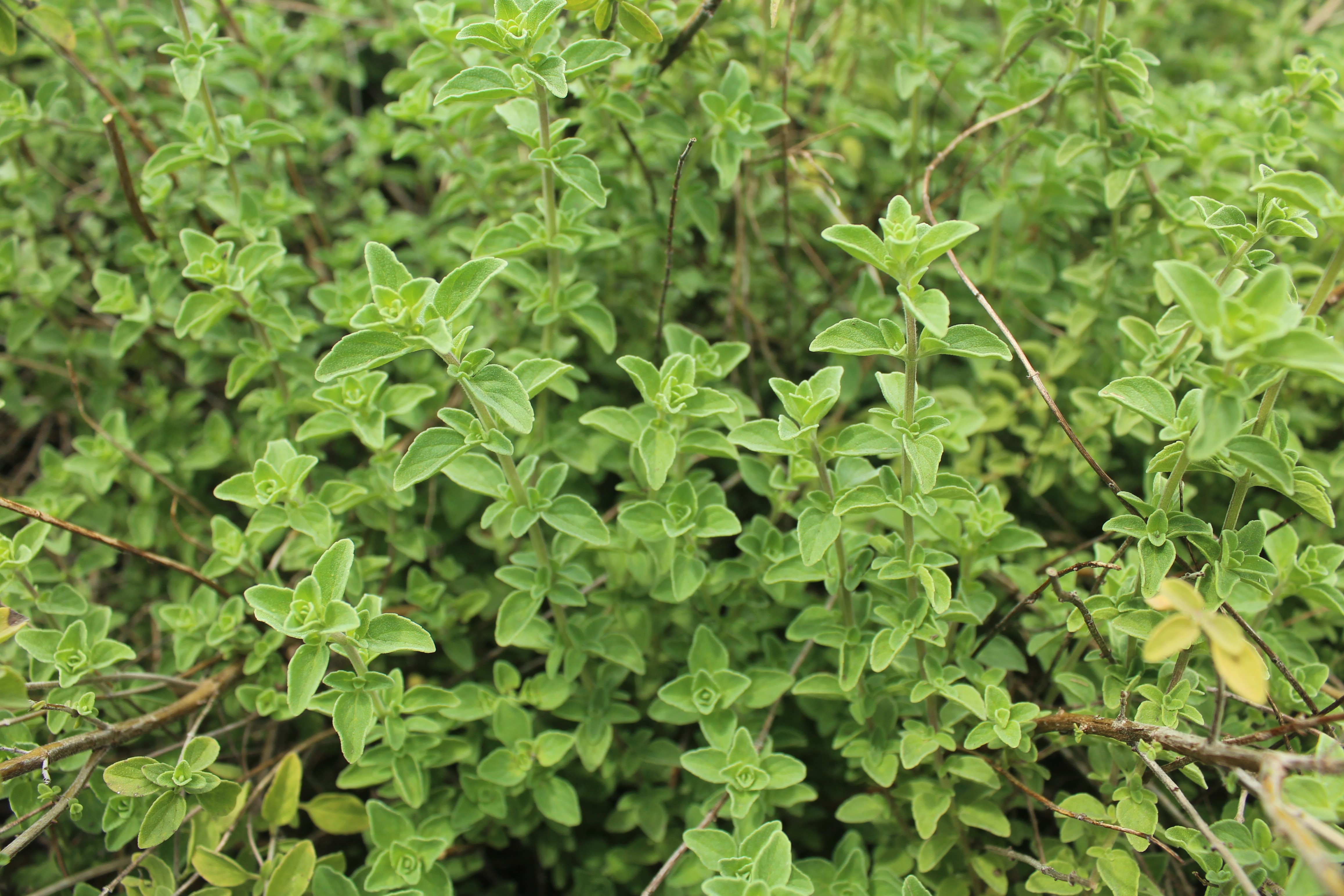 2022 Plants with Potential