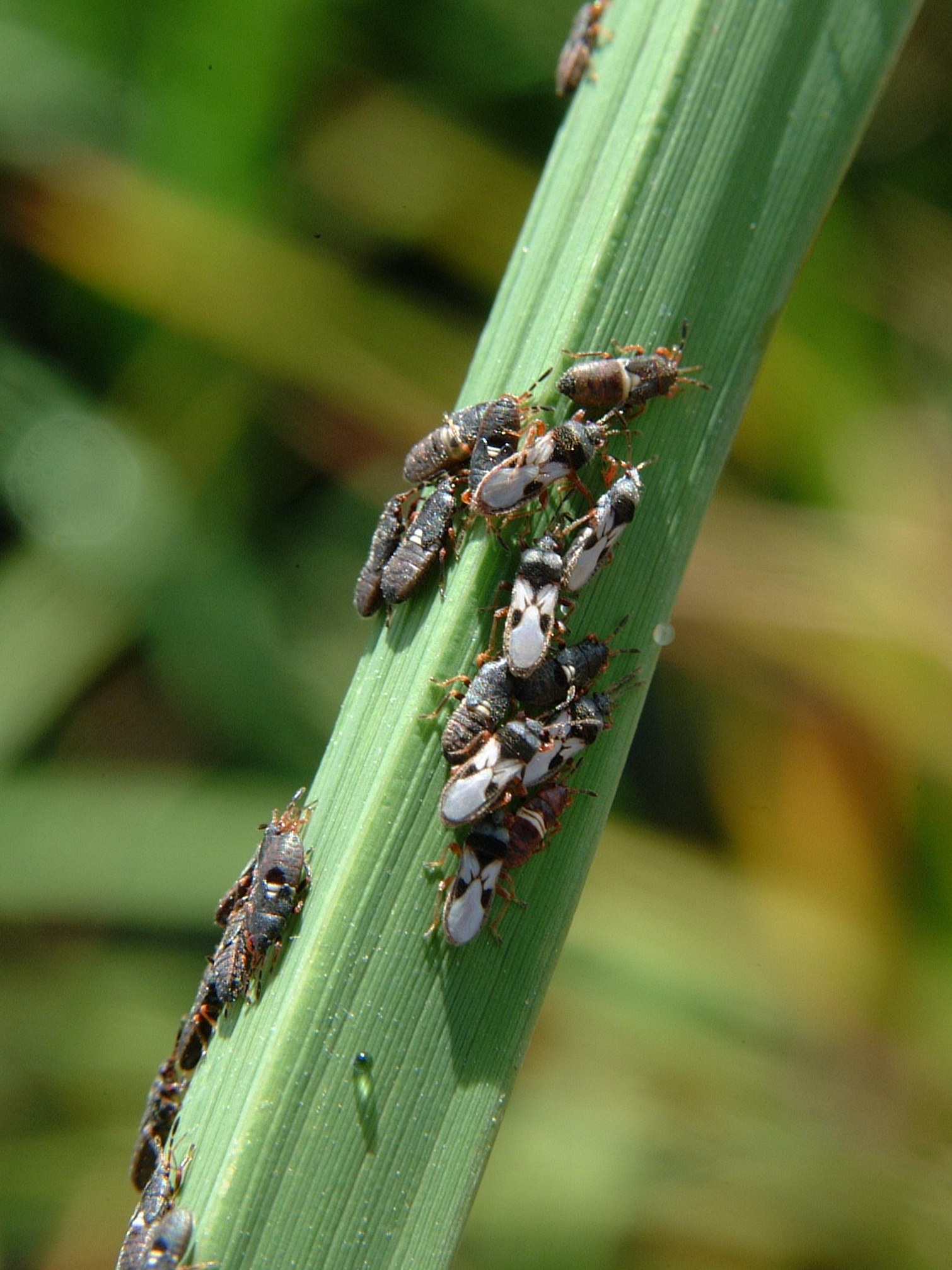Chinch Bug Nymphs and Adults