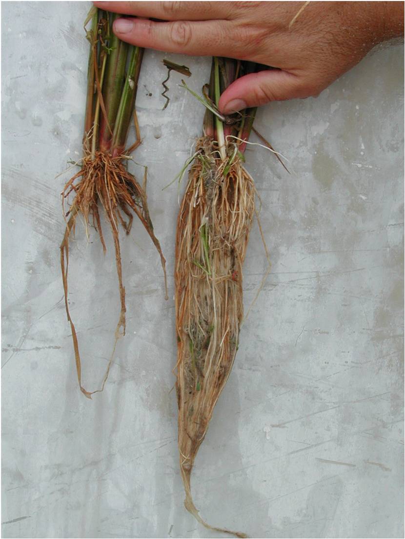 Heavily Pruned Rice Roots