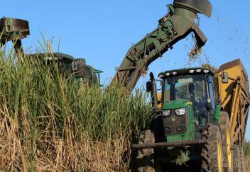 Good weather helping sugarcane harvest