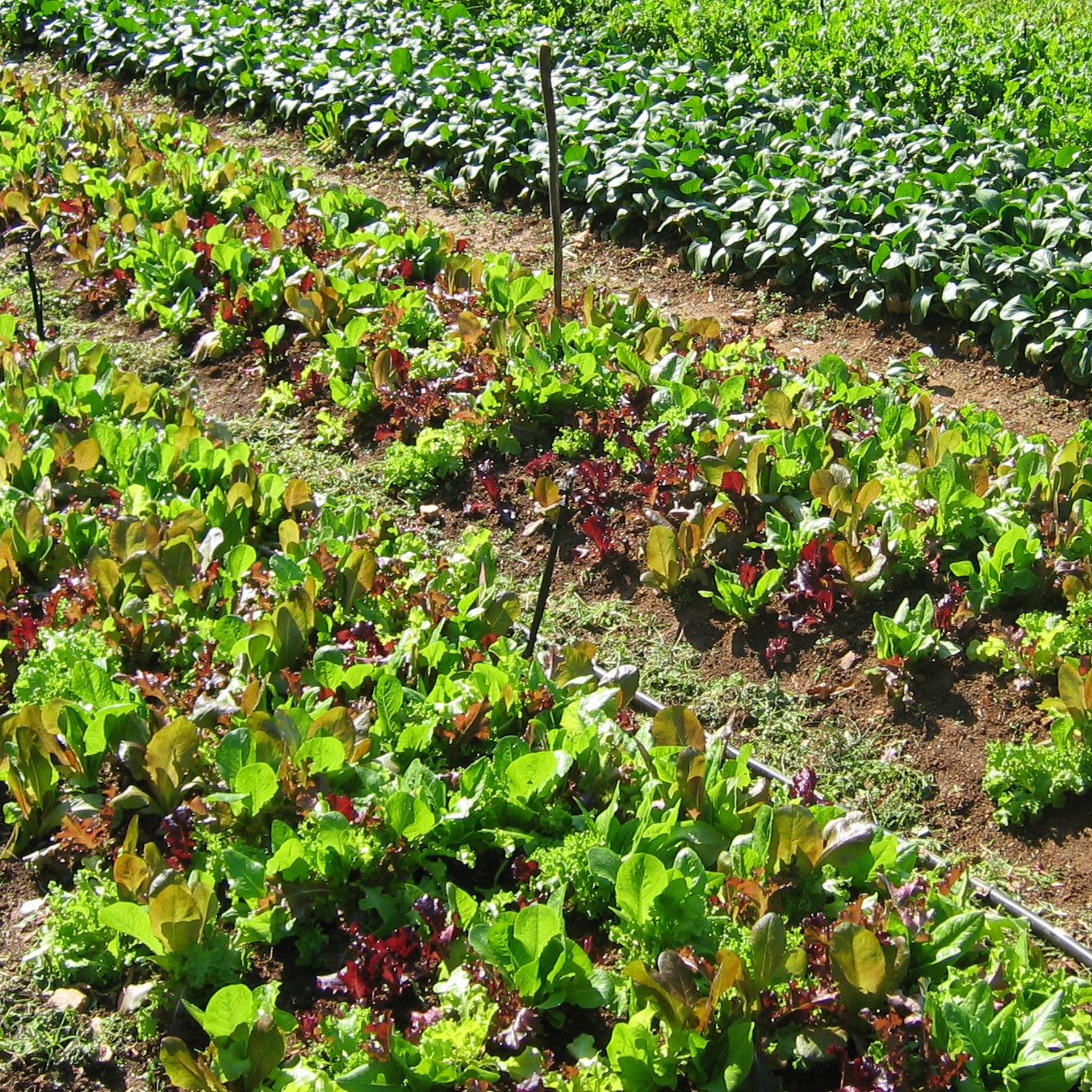 Lettuce is a Cool-Season Vegetable