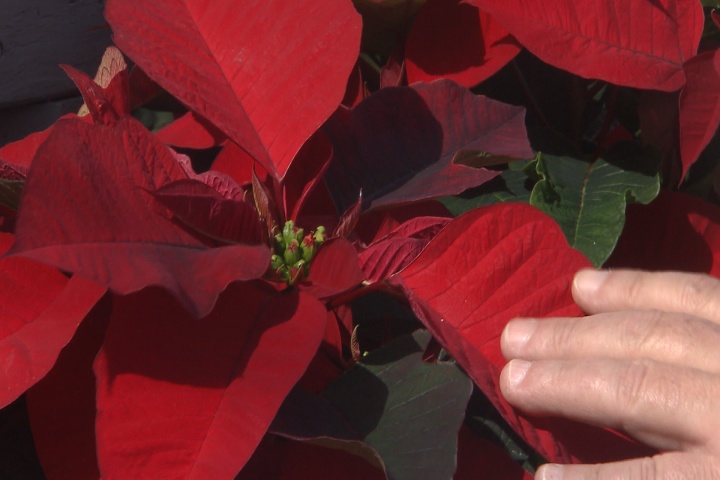 Poinsettias provide beautiful Christmas color