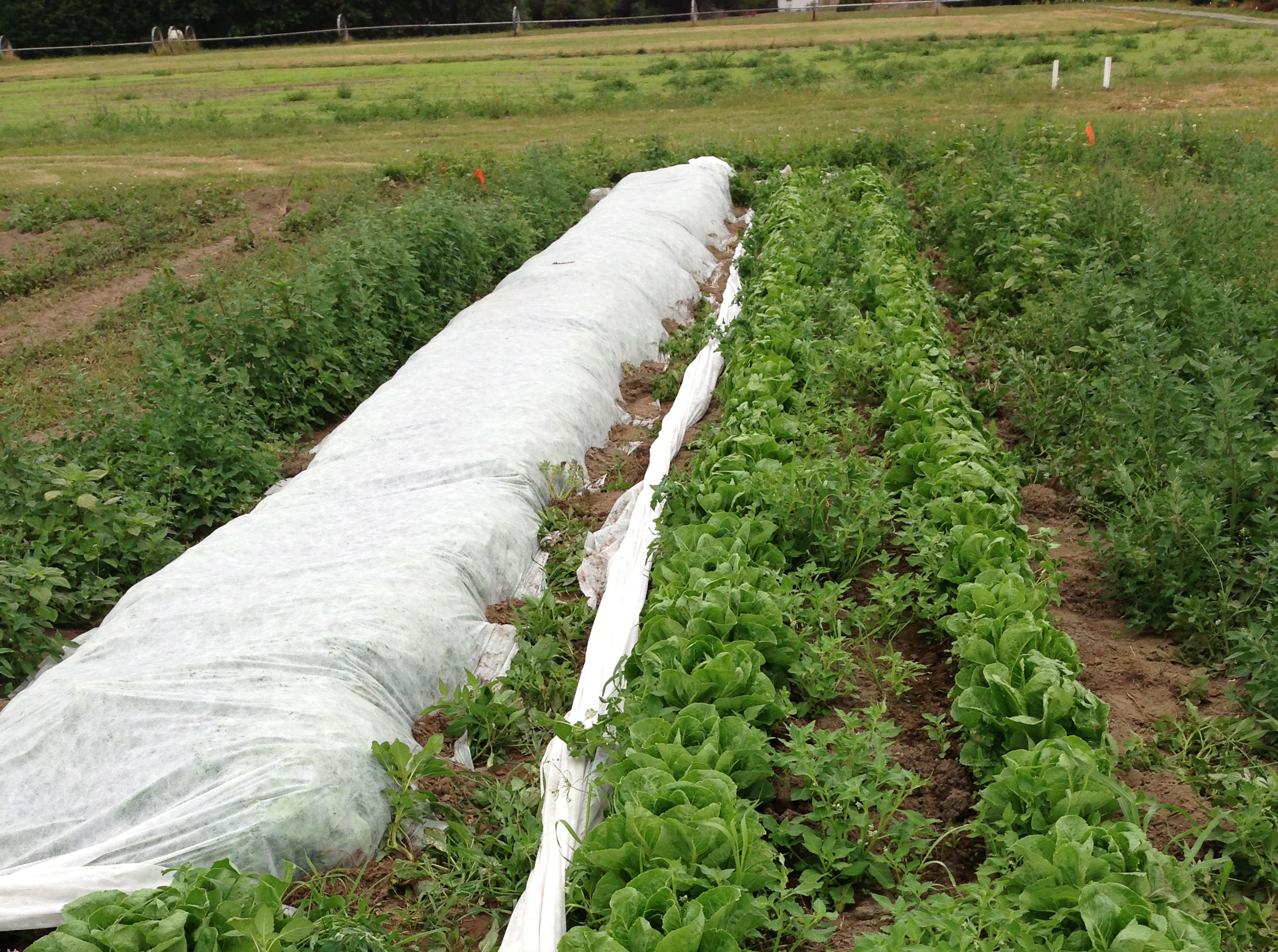 A section of a cultivated field shows multiple rows of crops, with one row covered by a white protective sheet likely used for frost protection, pest control, or microclimate management. Adjacent rows contain green leafy plants growing in well-maintained soil. The field is bordered by grassy areas and appears to be part of a larger farming operation. The image reflects sustainable agricultural practices and crop protection methods.
