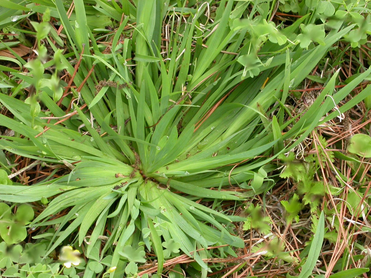 Controlling Weeds in Lawns