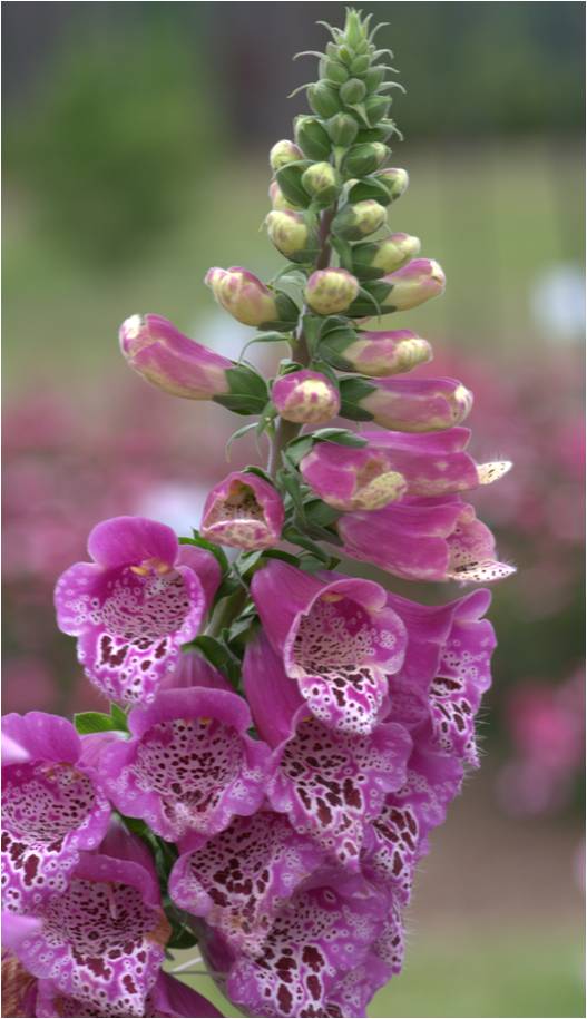 Camelot Foxglove Rose