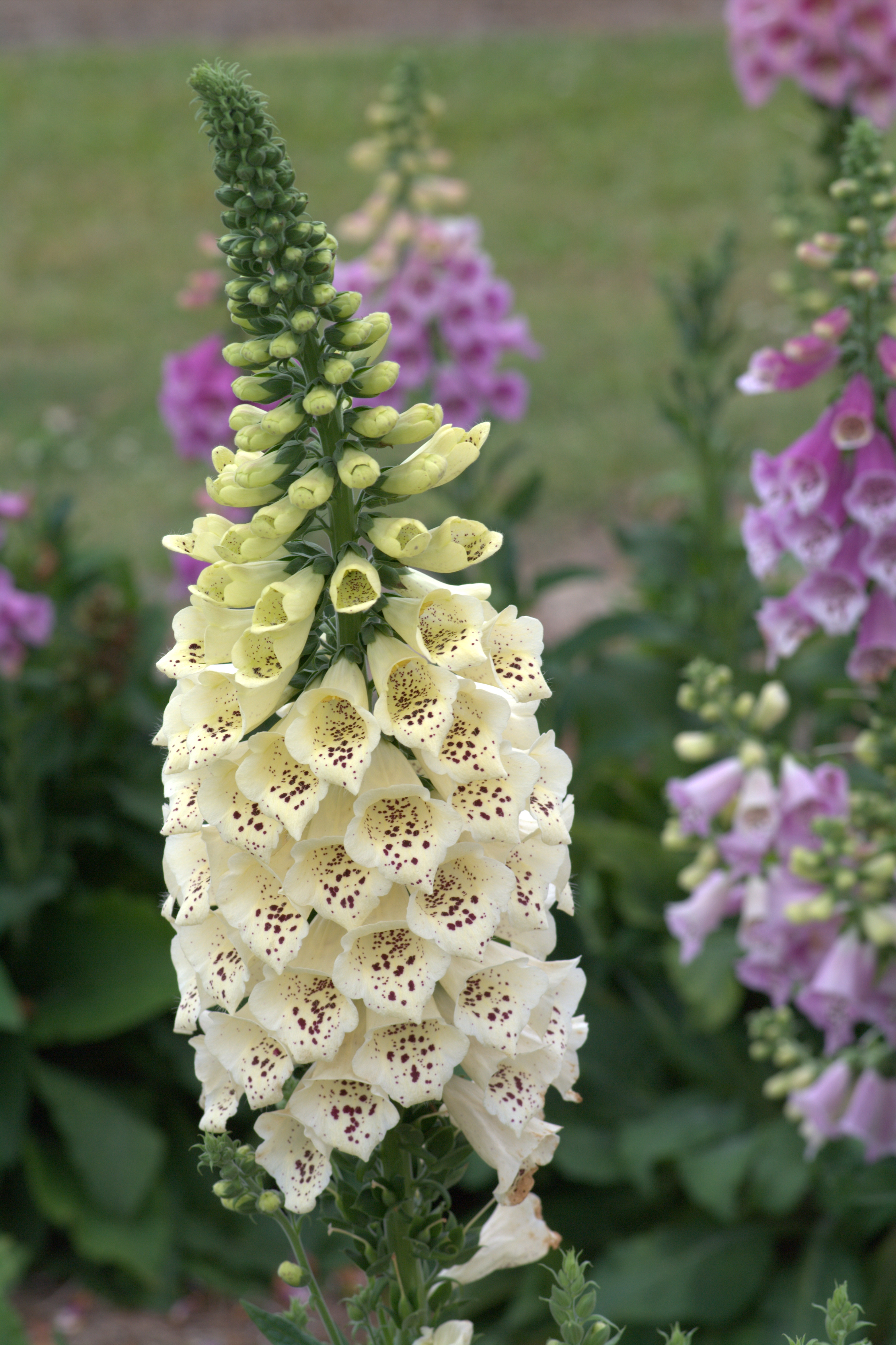 Camelot Foxglove 'Cream'