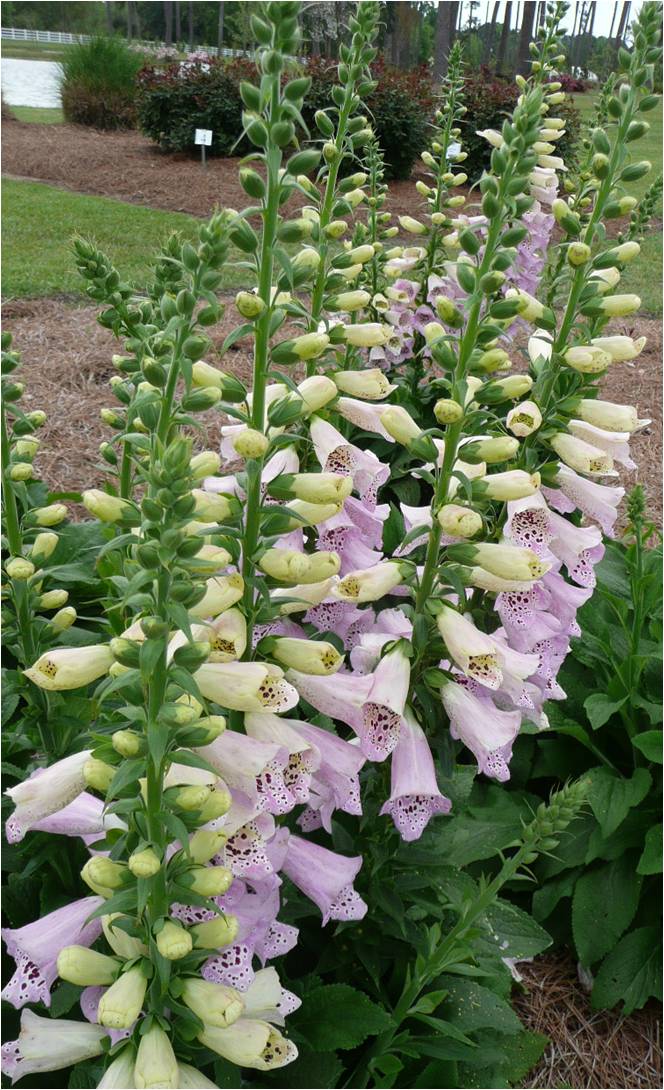 Camelot Foxglove - Louisiana Super Plant Fall 2010