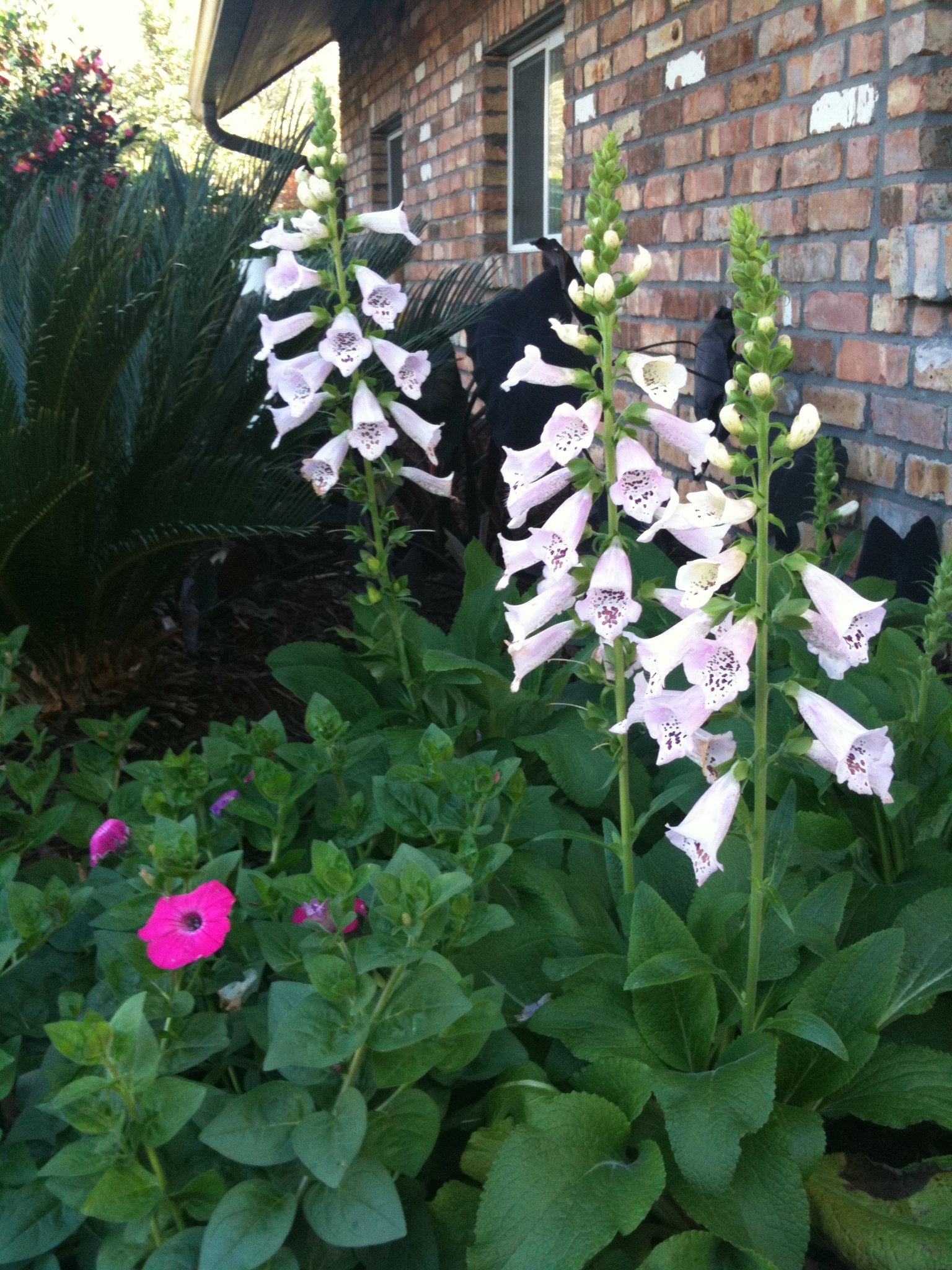 Camelot Foxgloves in late fall