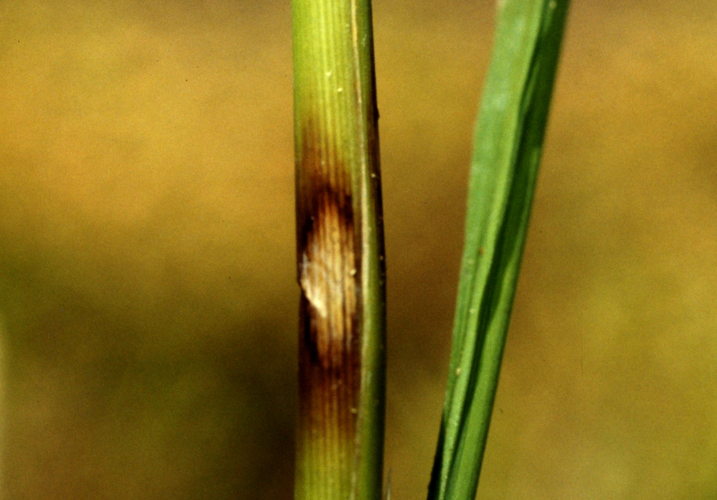 Symptoms of Sheath Spot 2