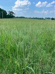 2024 Louisiana Forage Conference will be held Dec.13 