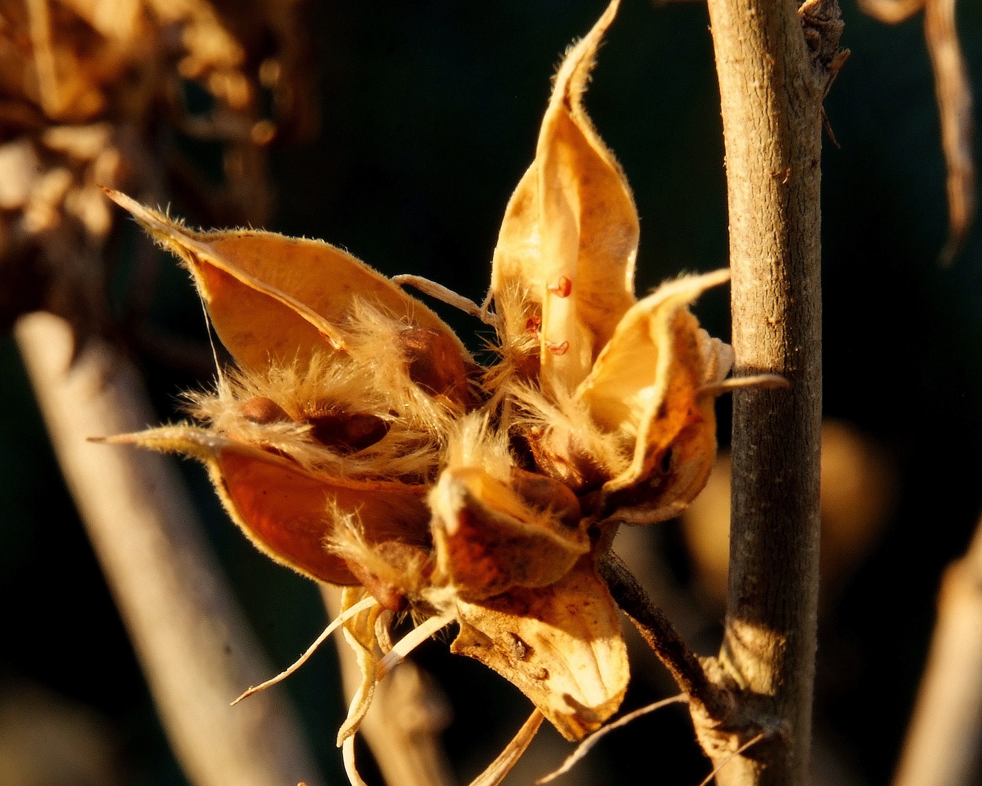 hibiscus-622690_1920.jpg thumbnail