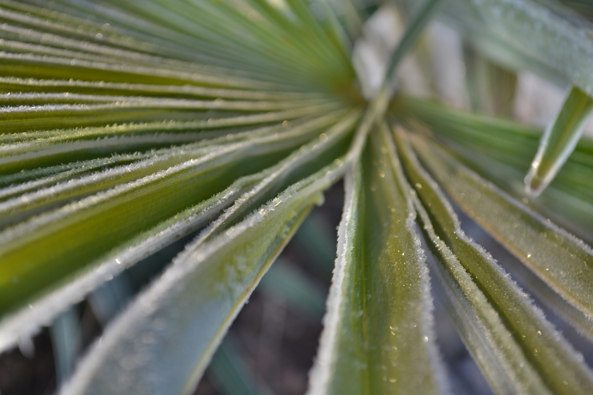 palm-611883_1920.jpg thumbnail