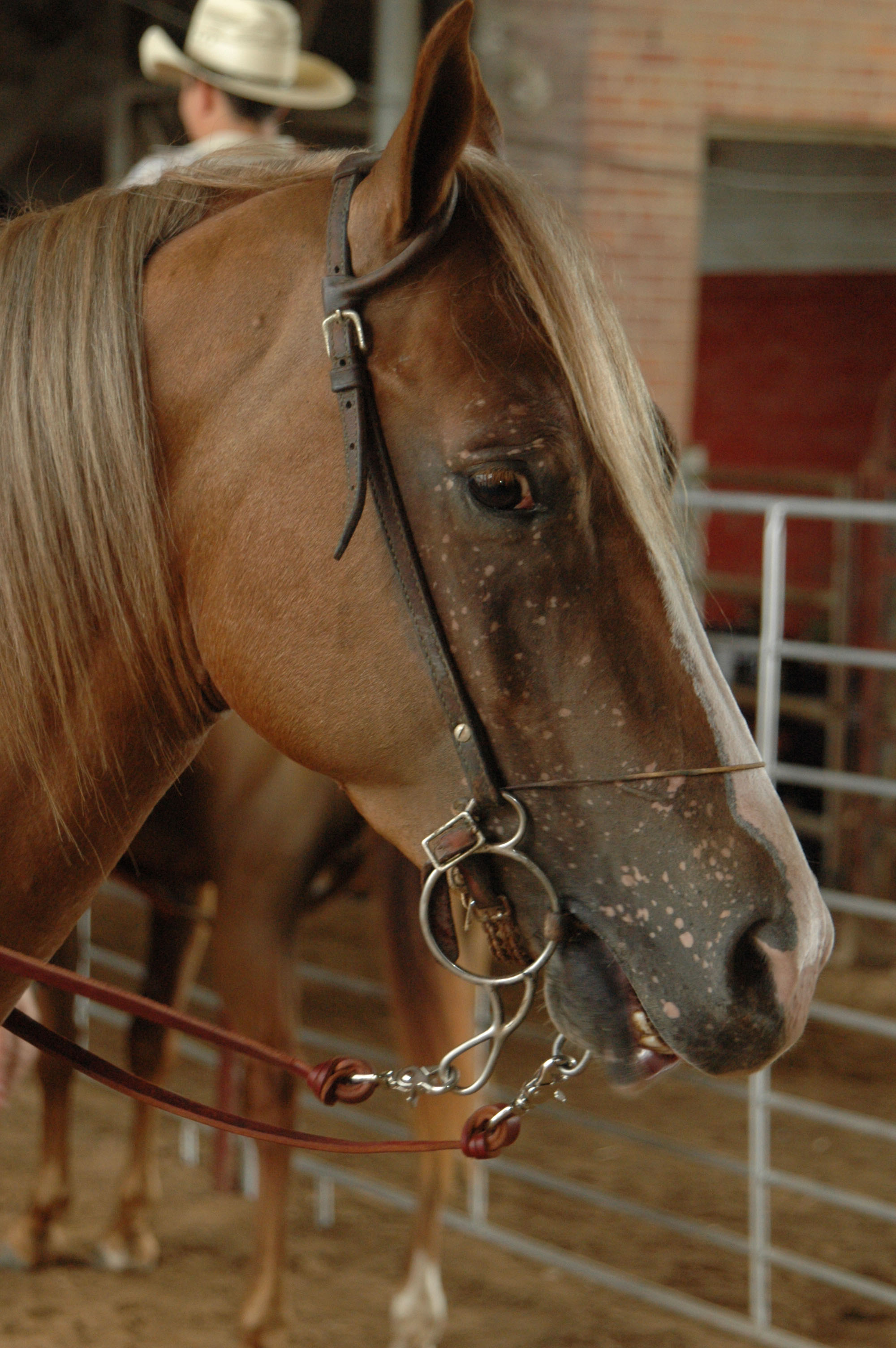 Louisiana state 4-H, FFA horse show set for July 9-13 in Gonzales  