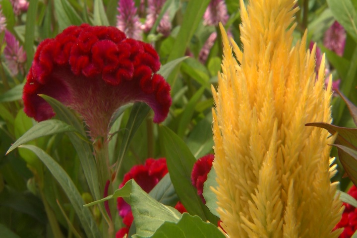 Celosia offers color and variety for summer gardens