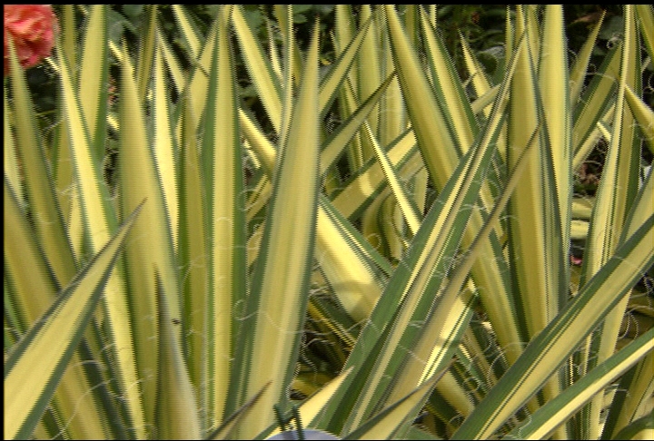 Color Guard yucca – hardy in drought