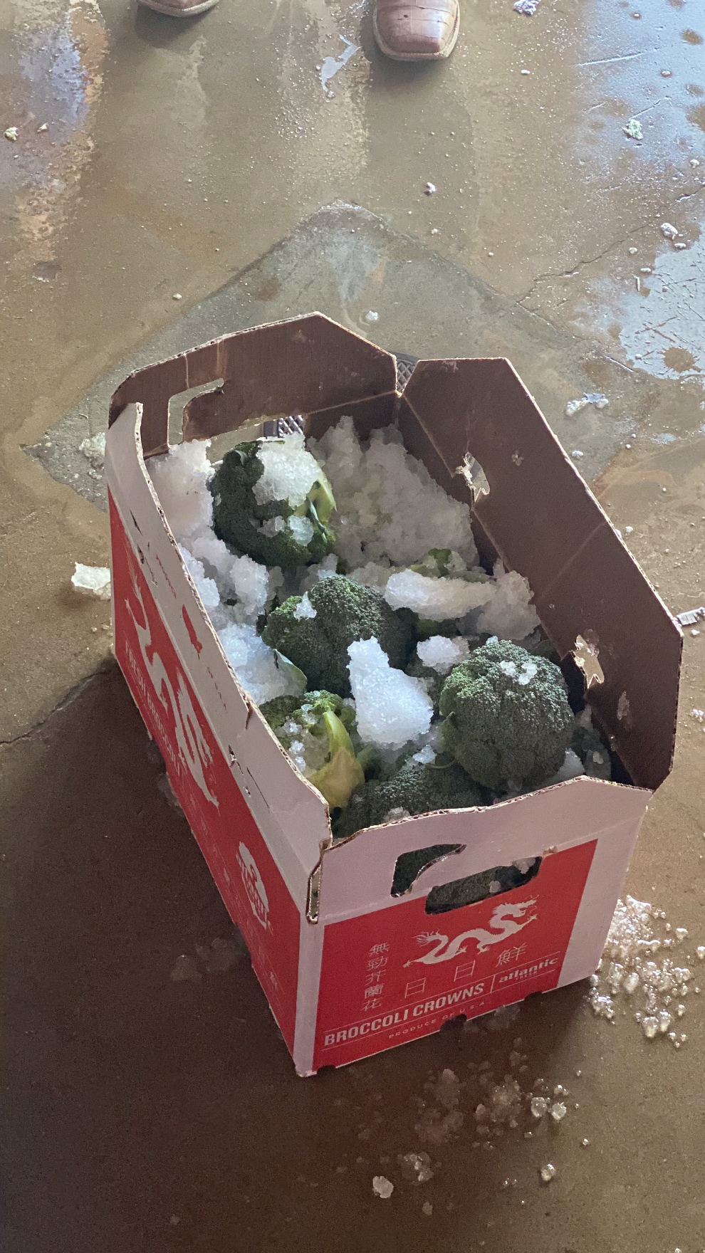 Frozen broccoli. 