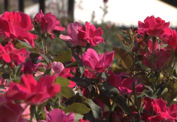 Burden Museum & Gardens is new name for historic property