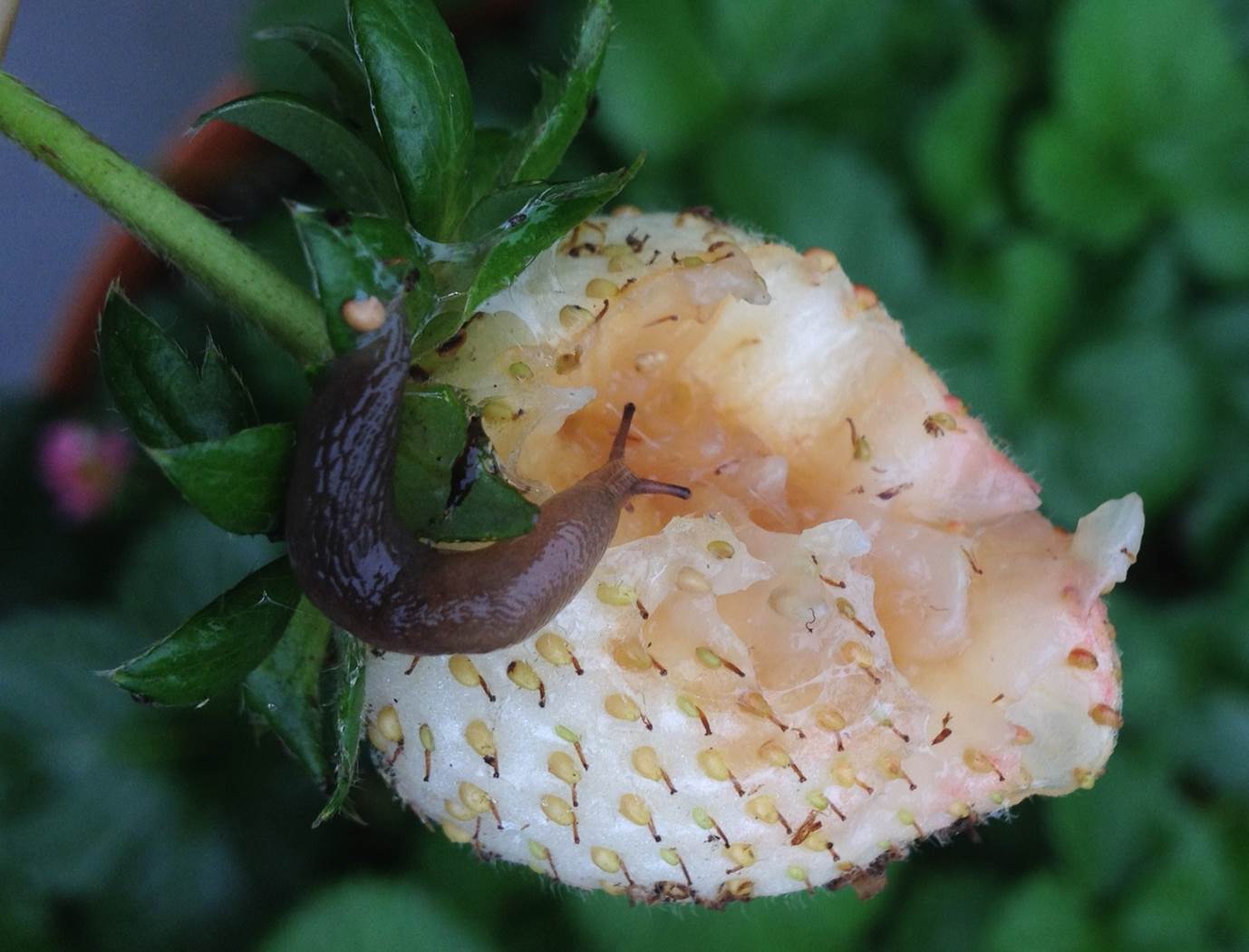 Control slugs, snails in the landscape