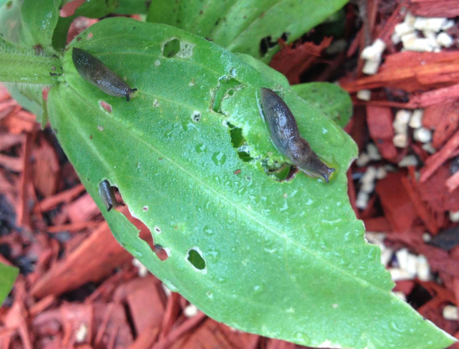 slugs on zinnia