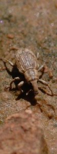 RWW adult on soil