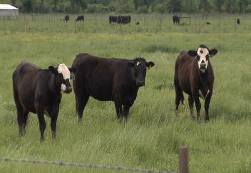 Cattle producers take advantage of high beef prices