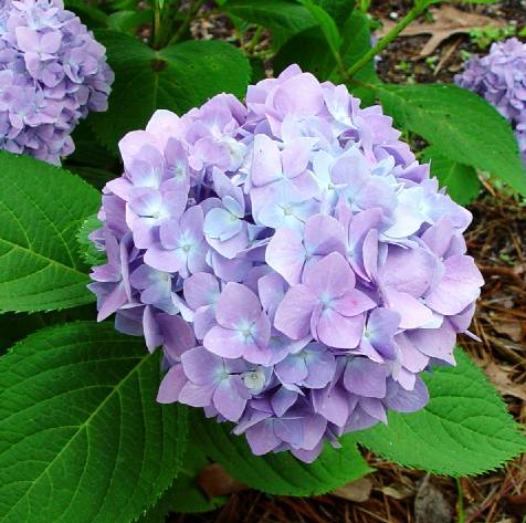 Penny Mac Hydrangea – Louisiana Super Plant Spring 2012