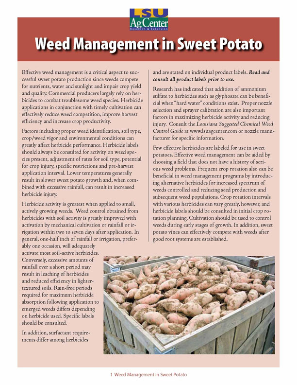 Weed Management in Sweet Potatoes