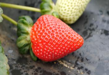 Louisiana strawberries ripe and ready to eat