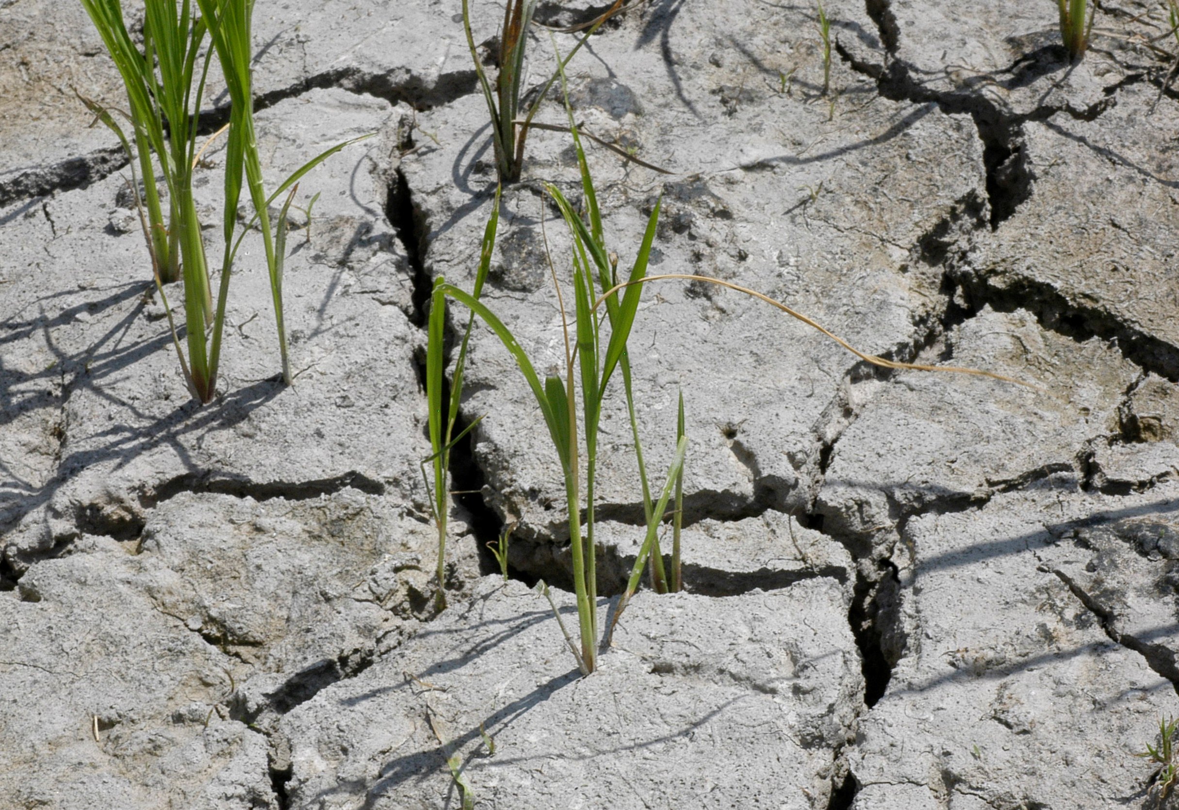 Injury of South American Rice Miner 2