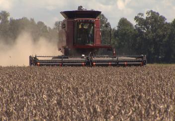 Soybean crop falls short of last years record