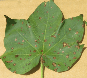 Cotton Leaf Spots