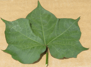 alternia-leaf-spot-symptomspng