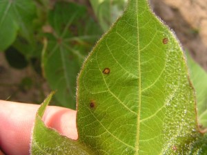 new-infections-spots-on-young-leavesjpg