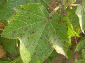 typical-leaf-symptomsjpg
