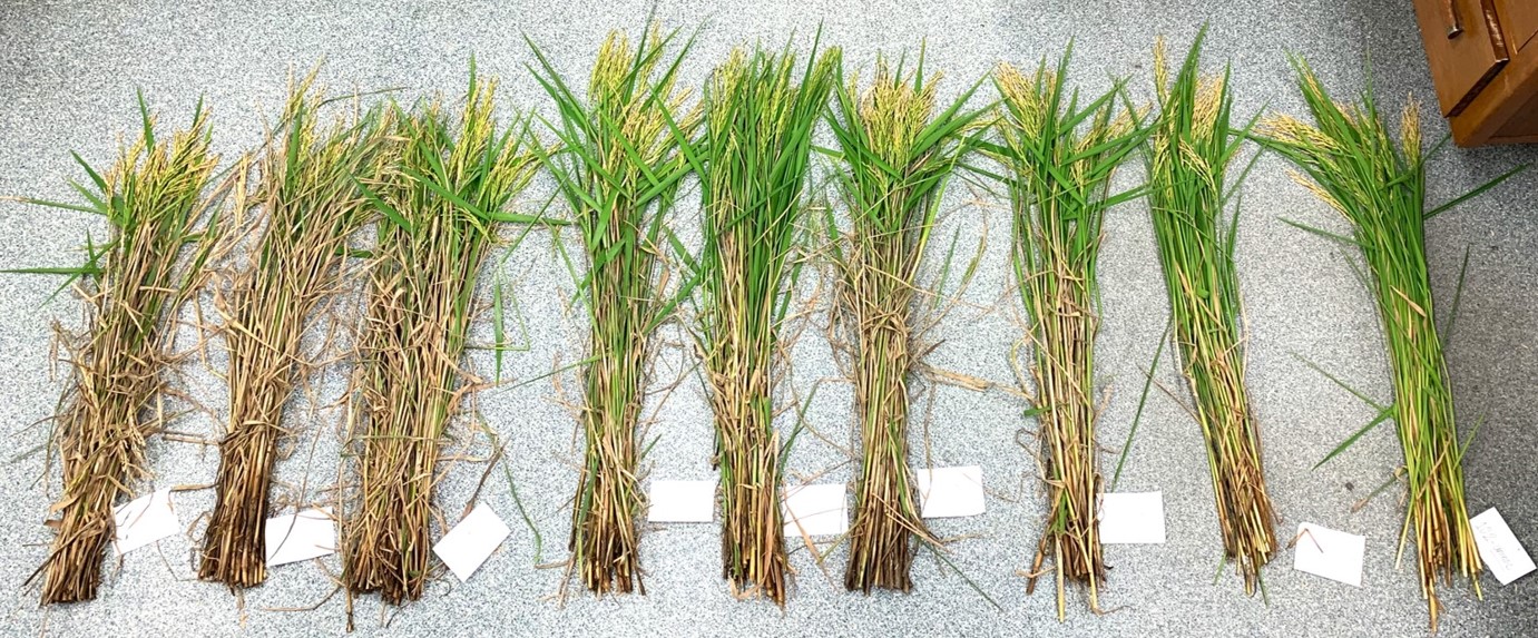 rice