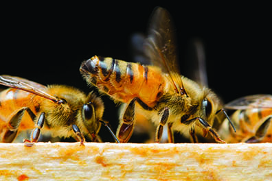 Bee Buzz: Questions about Heat, The Australian Flow Hive, and Online Beekeeping Classes