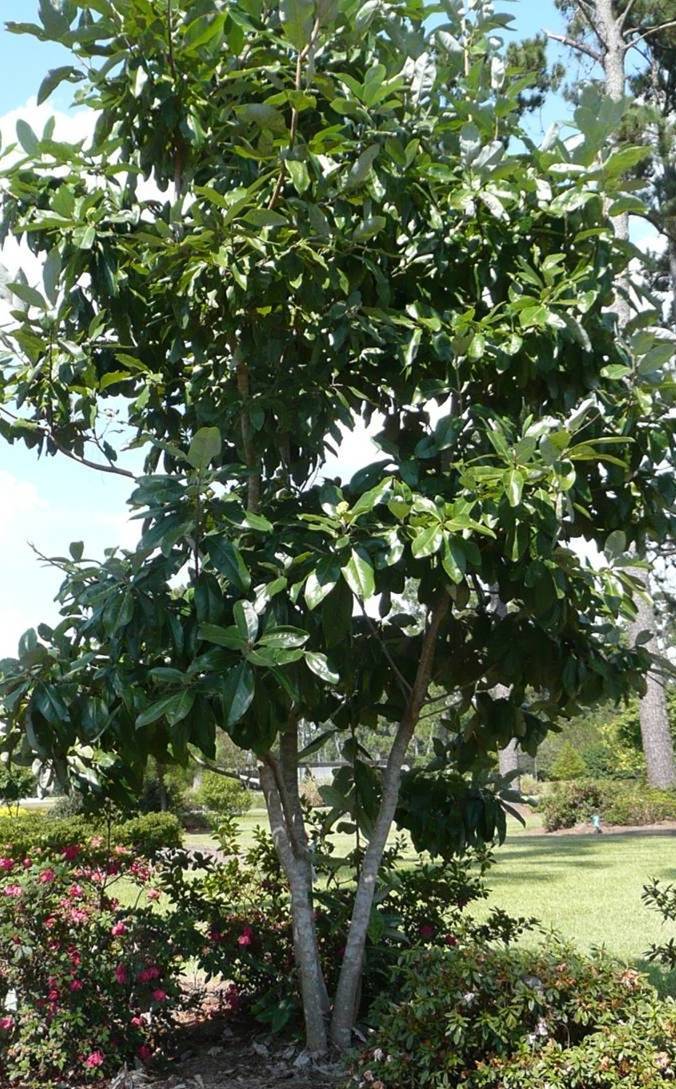 Evergreen Sweetbay Magnolia  – Louisiana Super Plant Fall 2012