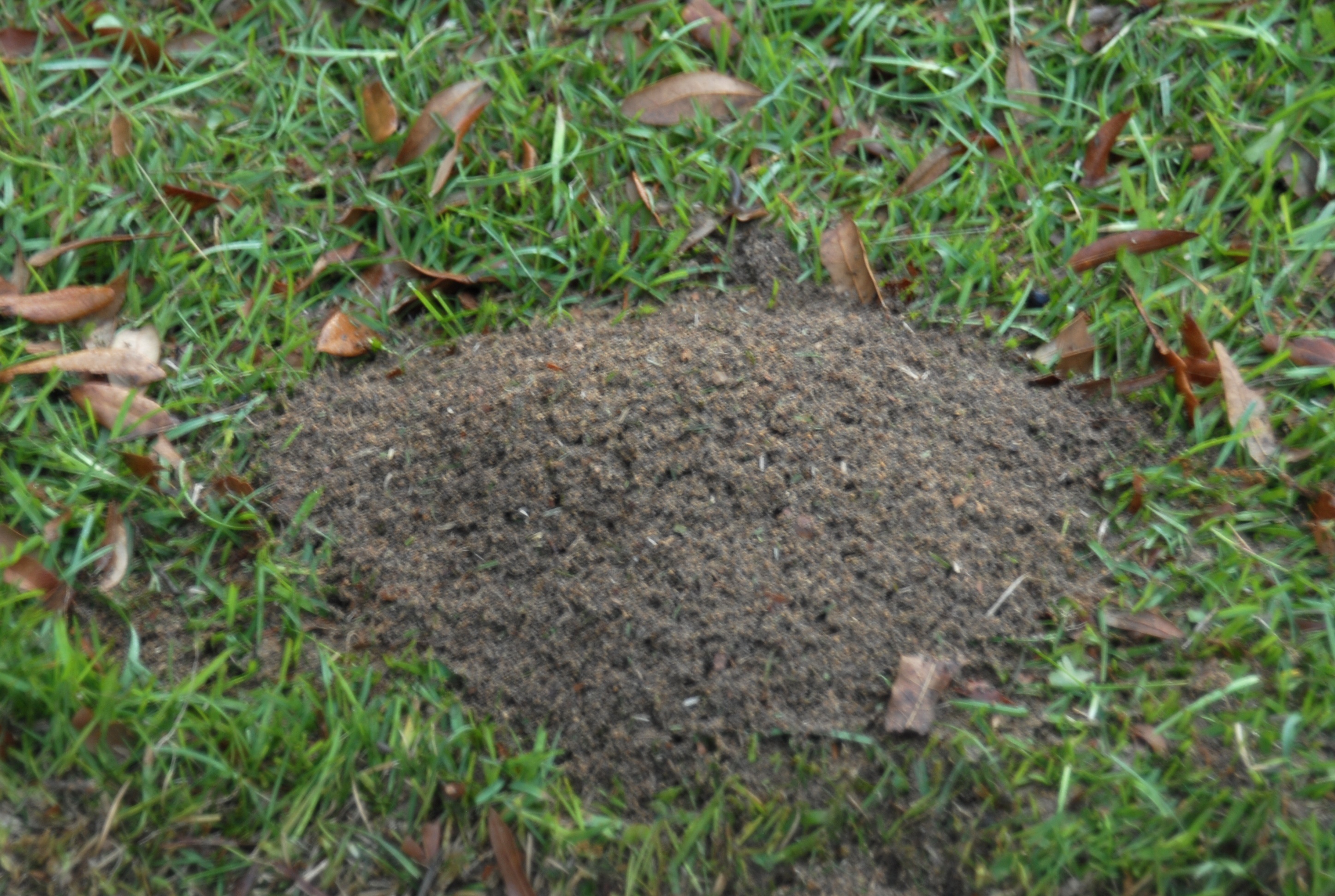 Its time to control fire ants
