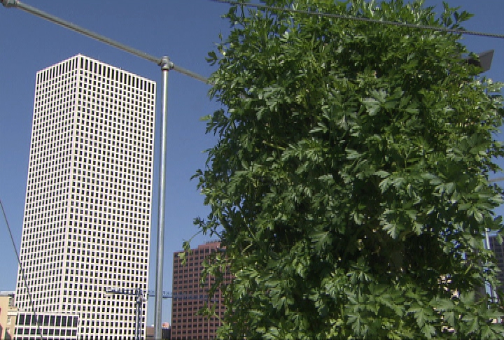 Urban farms bring fresh food to city dwellers