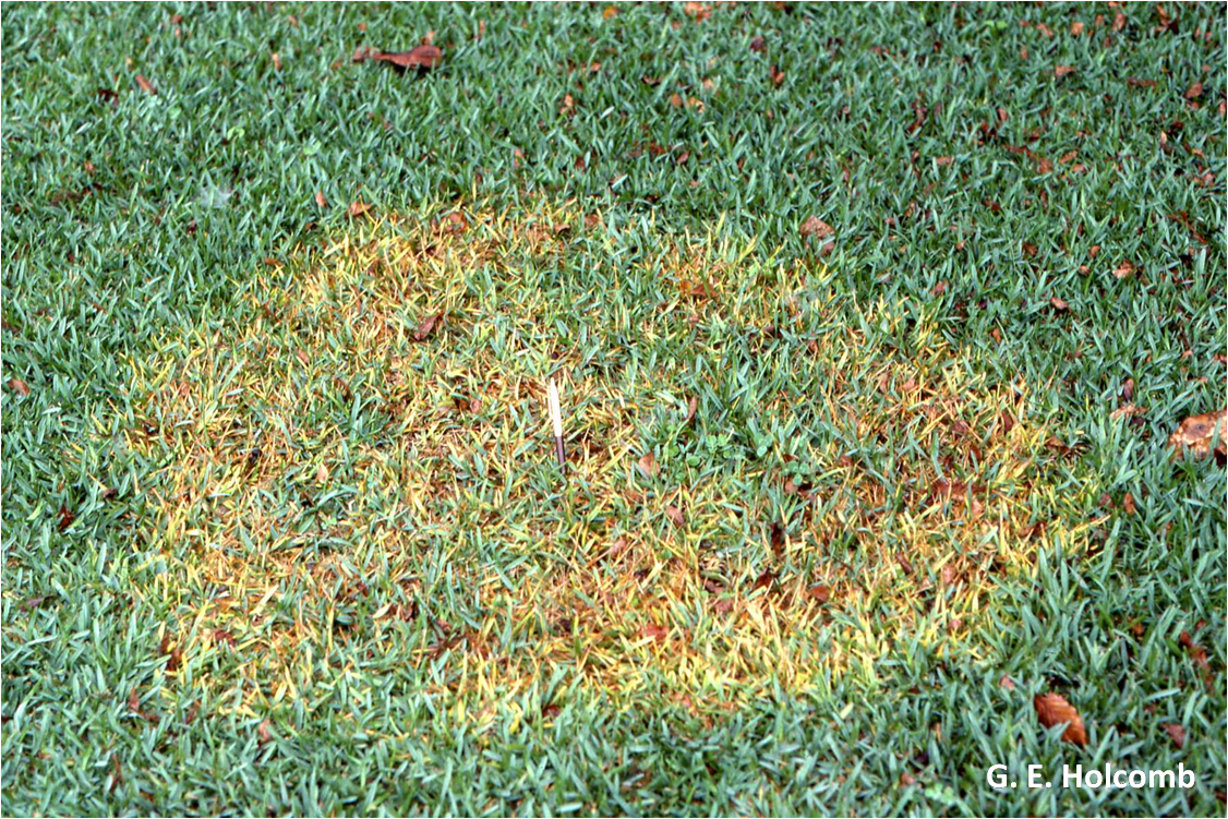 Fall Is for Football... and Brown Patch!