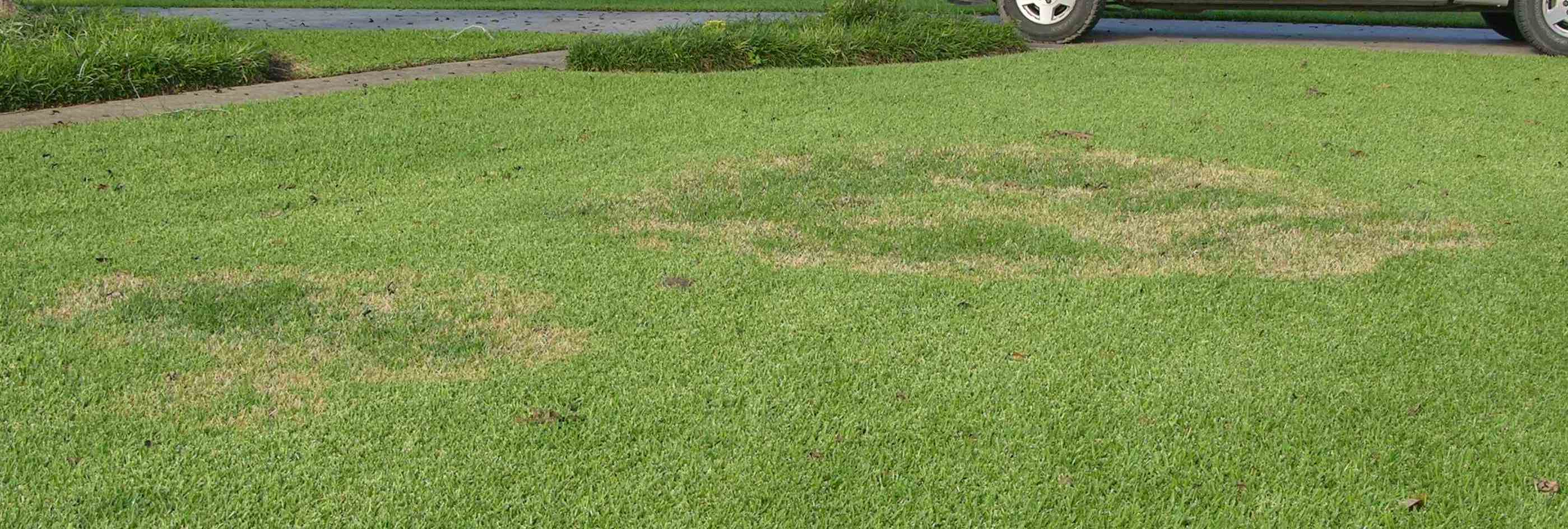 Advanced stages of brown patch on St. Augustinegrass.