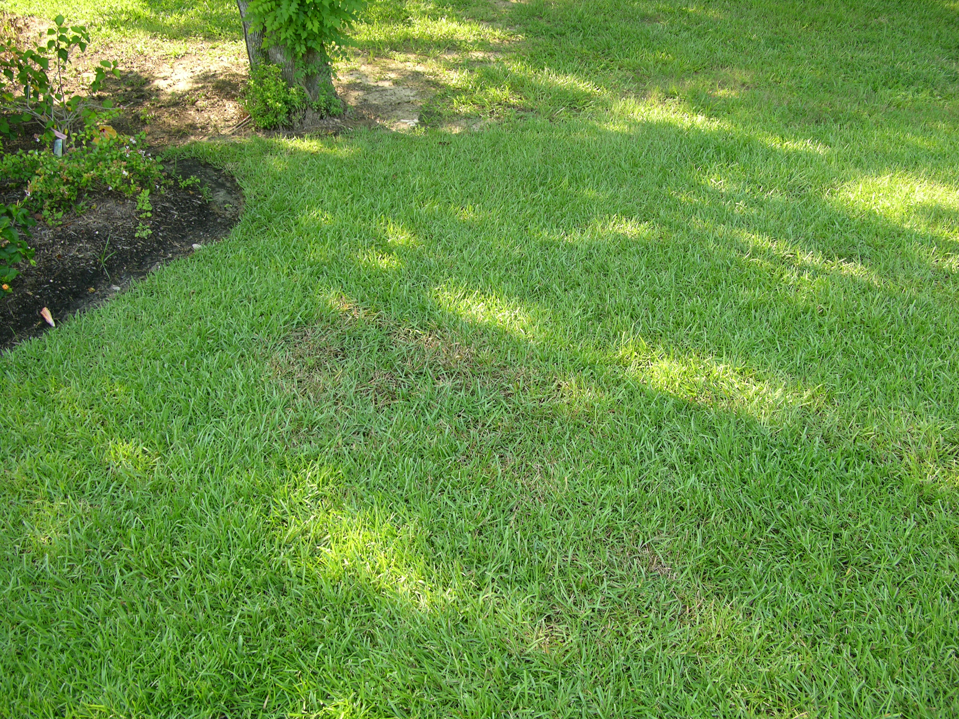 Early stages of brwon patch on centipedegrass.