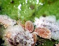 Pink Hibiscus Mealybug Project: North Central IPM Center