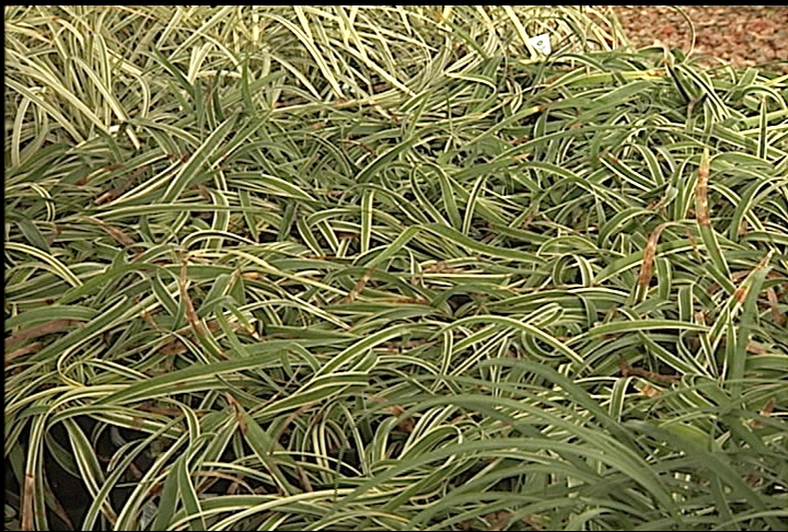 Use ground covers to fill bare spots