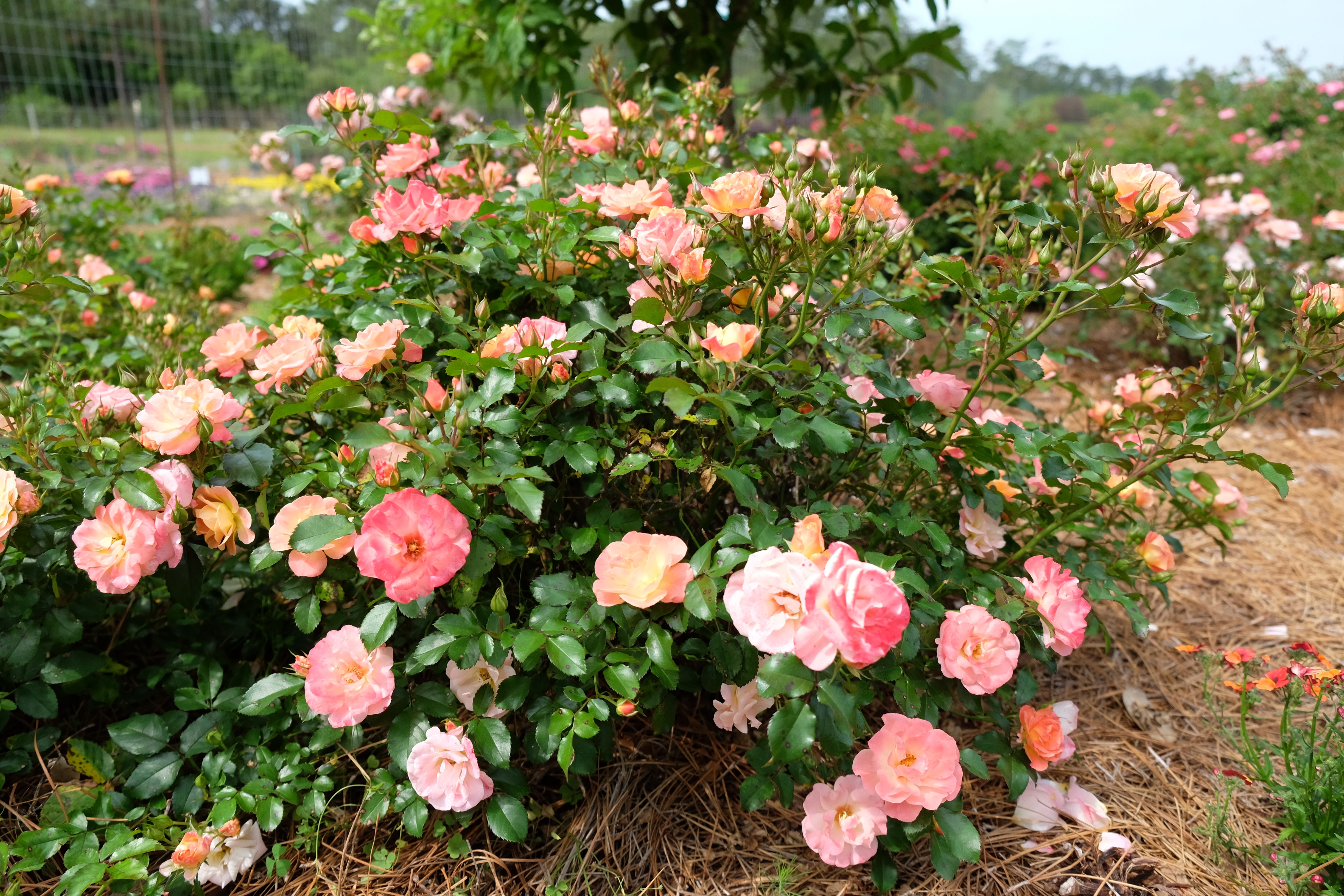 Drift Roses Provide Many Months of Blooms and Require Little Maintenance