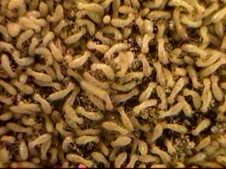Termite Taxonomy