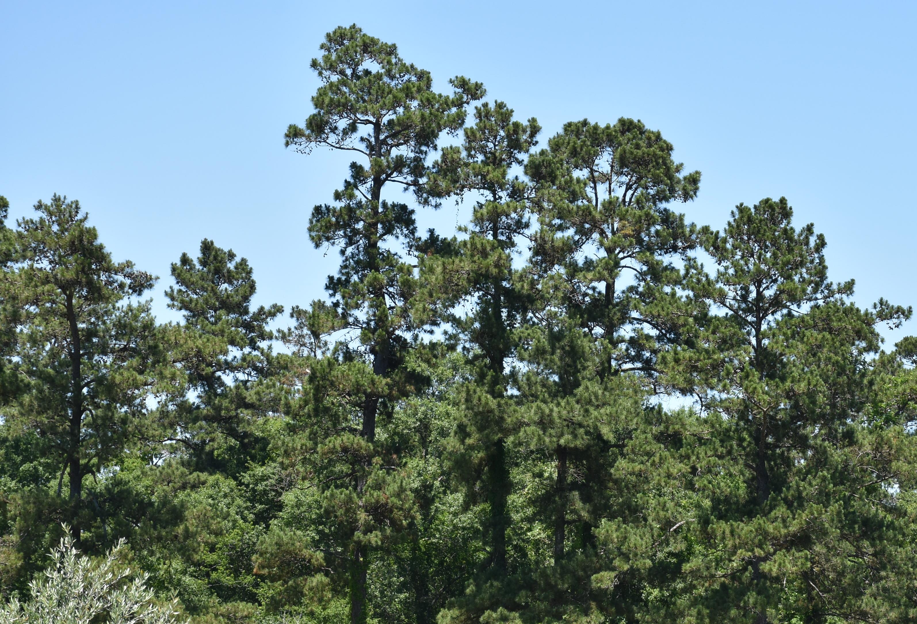 Forestry forum set for April 5 in Hammond